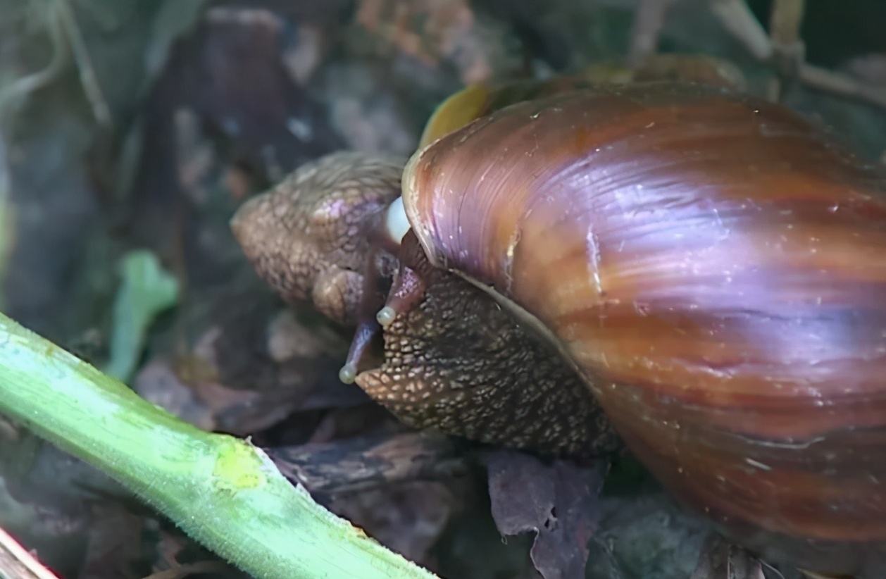 又是蜗牛，239只“万齿怪兽”被上海海关截获，蜗牛破坏力有多强
