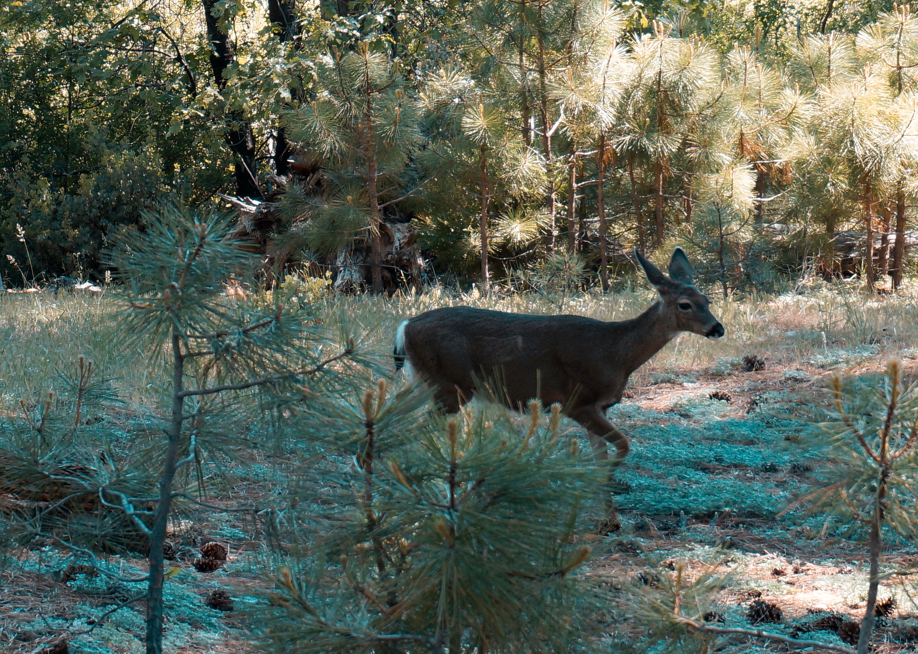 优胜美地的酋长岩,优山美地公园酋长岩
