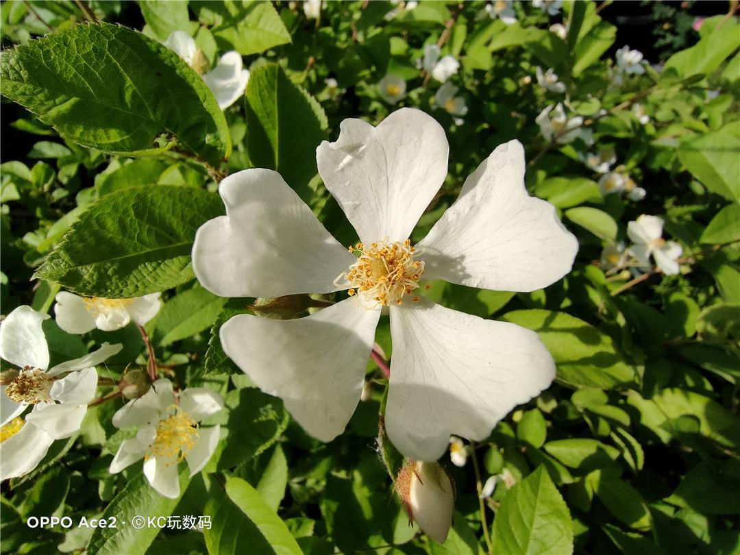 185g配备地表最强快充OPPOAce2值得买吗?