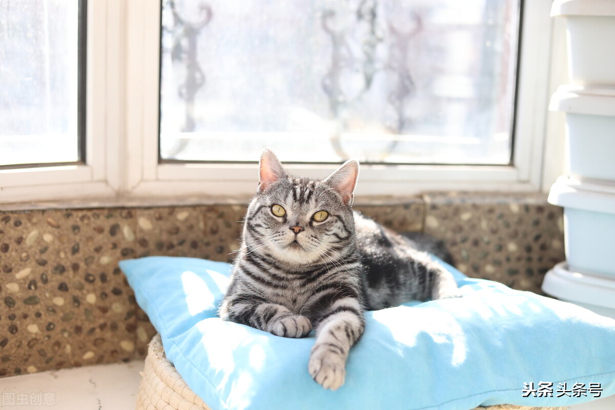 美短折耳猫怎么养,美短猫和狸花哪个好养