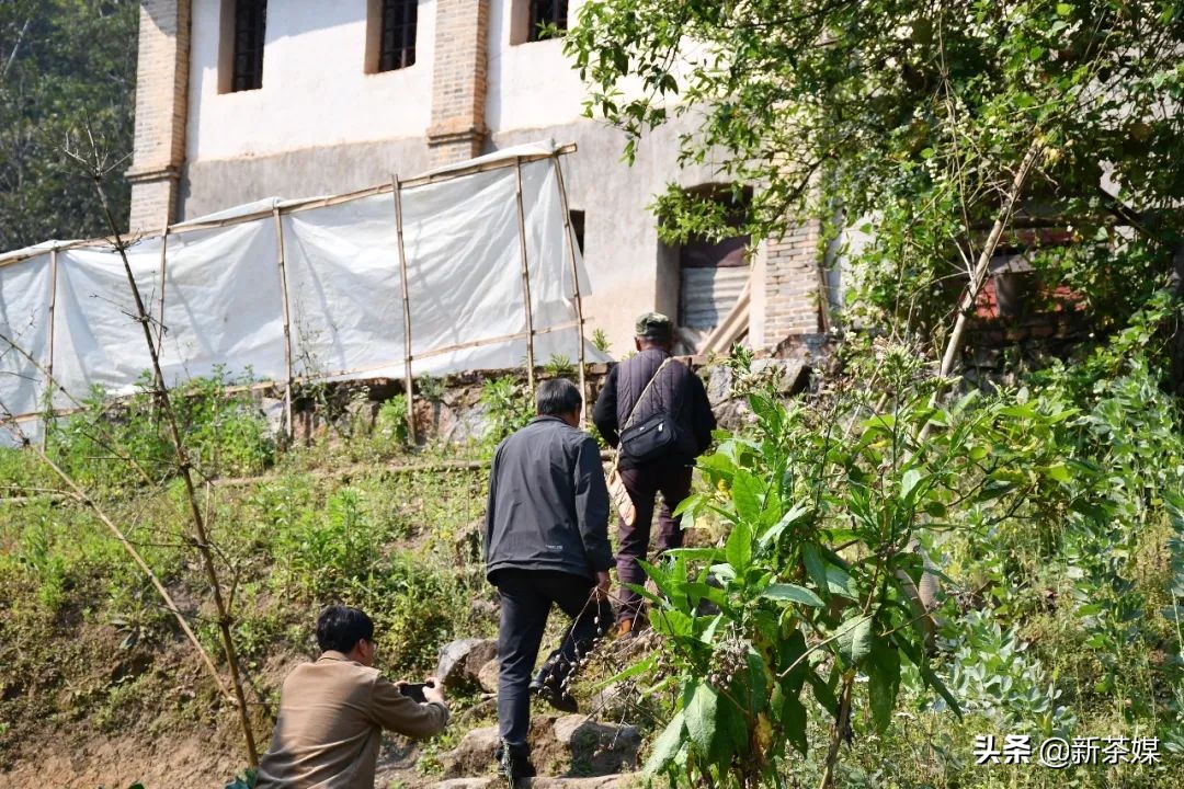 南糯山茶叶的故事,南糯山茶厂视频