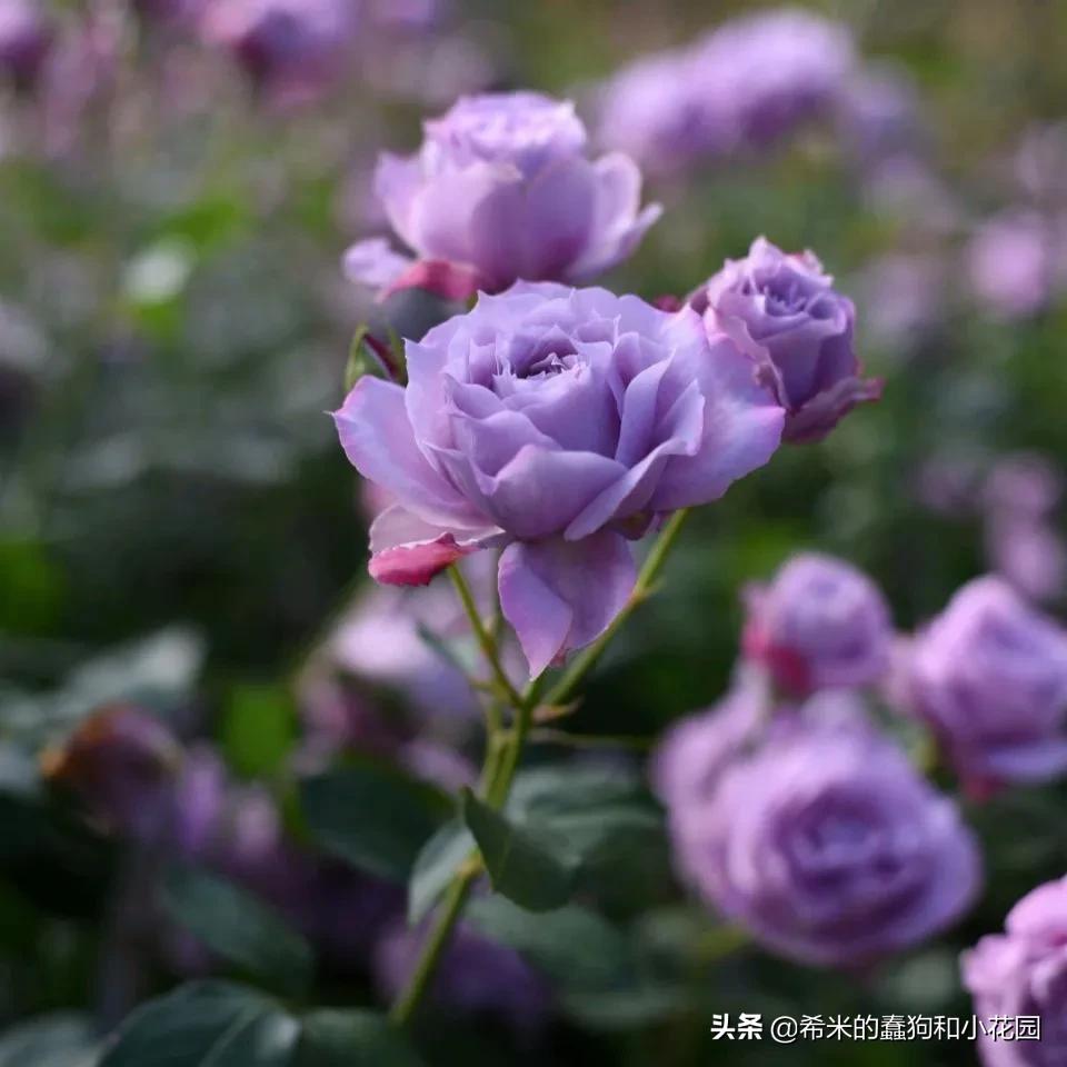 苦尽甘来栀子花,苦尽甘来推荐