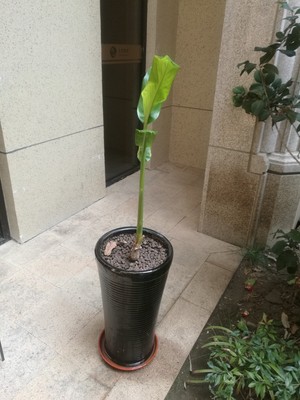 野姜花适不适合盆栽,给人带来快乐的花