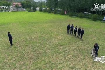都说哈士奇不能当警犬，但有民警偏要试一试