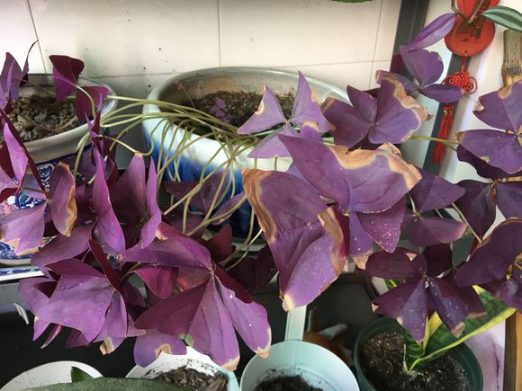 紫叶酢浆草分根方法,紫叶酢浆草种植多大间距