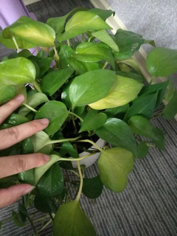 绿萝叶子干枯怎么回事,绿萝叶子黄开裂卷曲怎么办