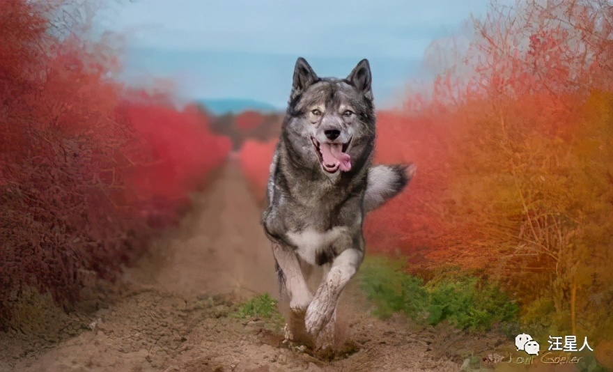 一只哈士奇都比人帅,一只哈士奇笑容跟我们人类一样