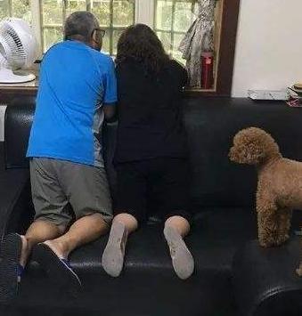 养泰迪的四大忌,不要养狗小心10种病