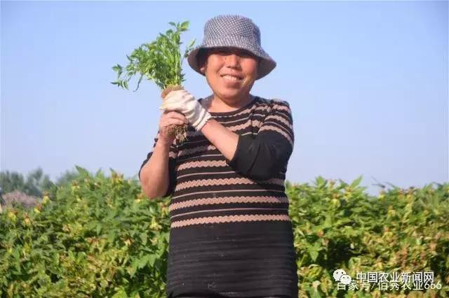 未来5年最吃香的种植业,种植业种植什么前景好