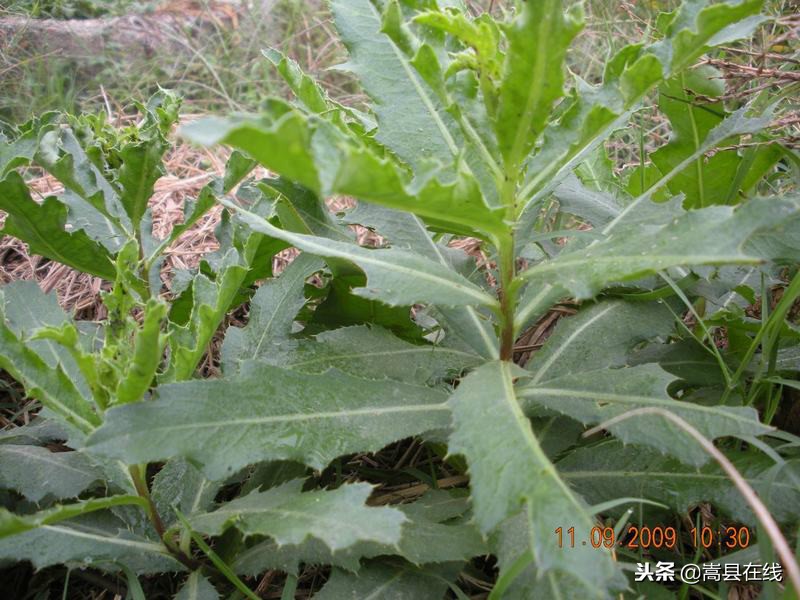 农村比较常见的中草药,农村不可碰的十种草药