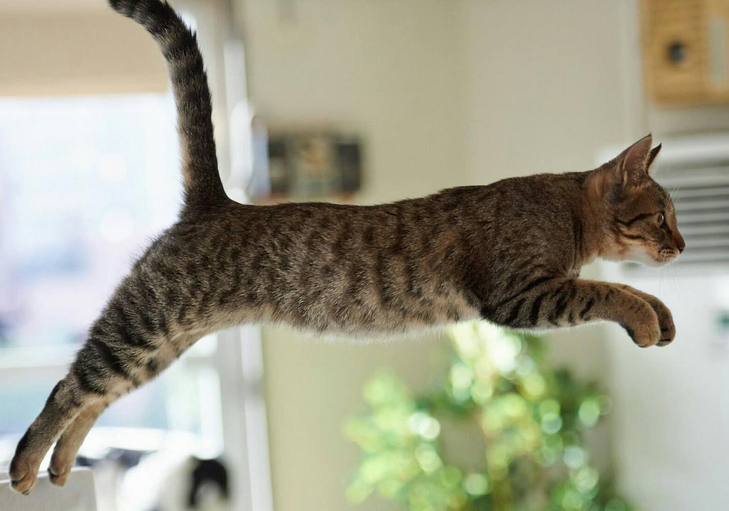 猫咪挑食不吃猫粮可以放猫薄荷吗,猫咪挑食该如何解决