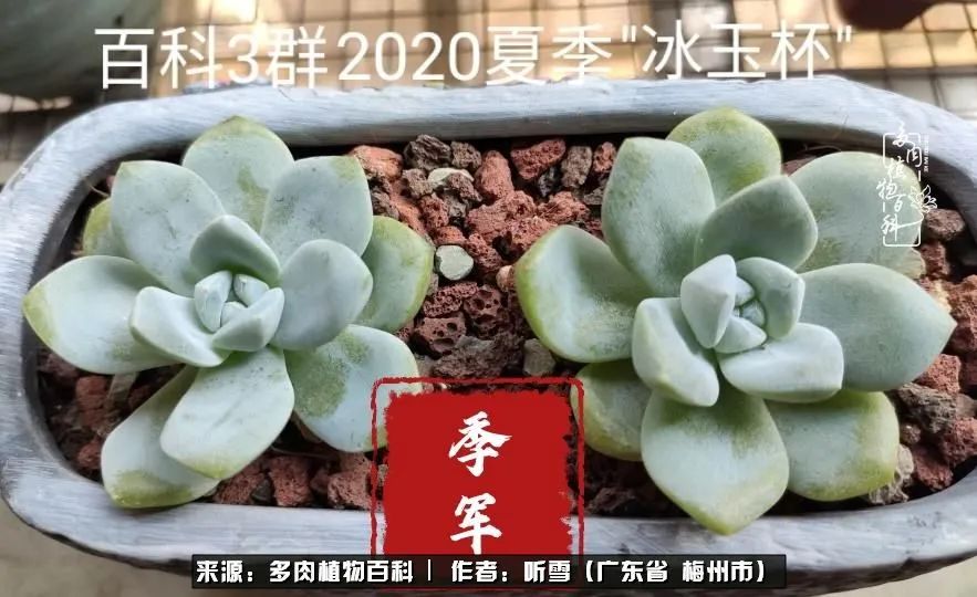 爱上多肉精致生活,爱上多肉我们的减压法宝