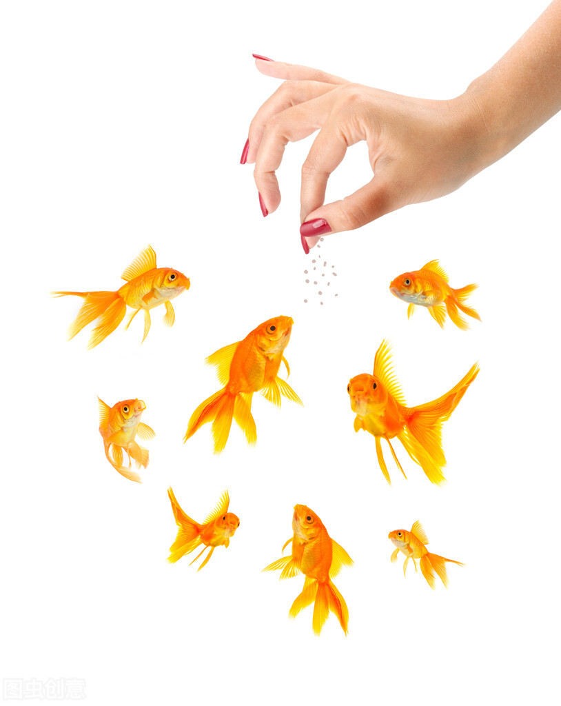现在的金鱼为什么不好养,你以为养鱼很优秀吗