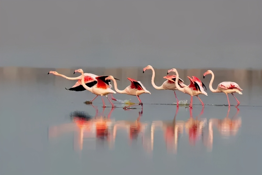 你们听说过死海吗,你听说过海洋中的强大生物吗