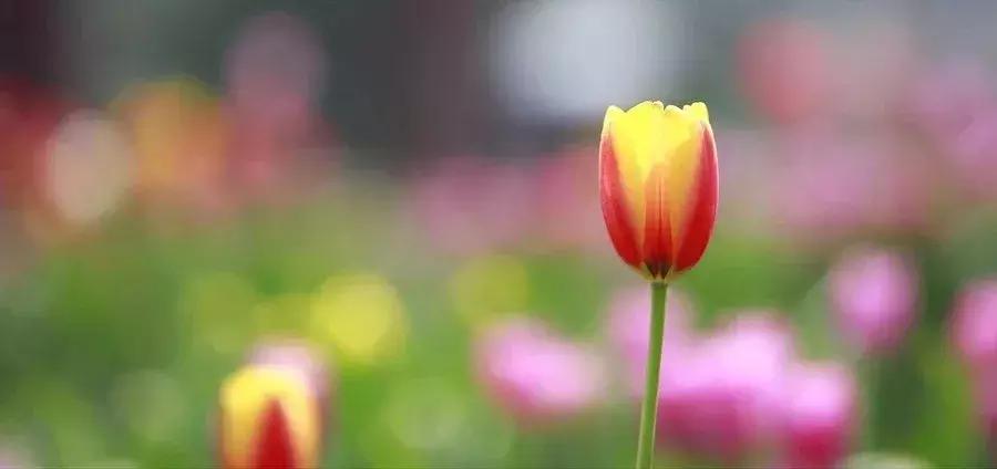 婚恋关系中的家庭氛围,你们的婚姻伴侣忠诚度有多高