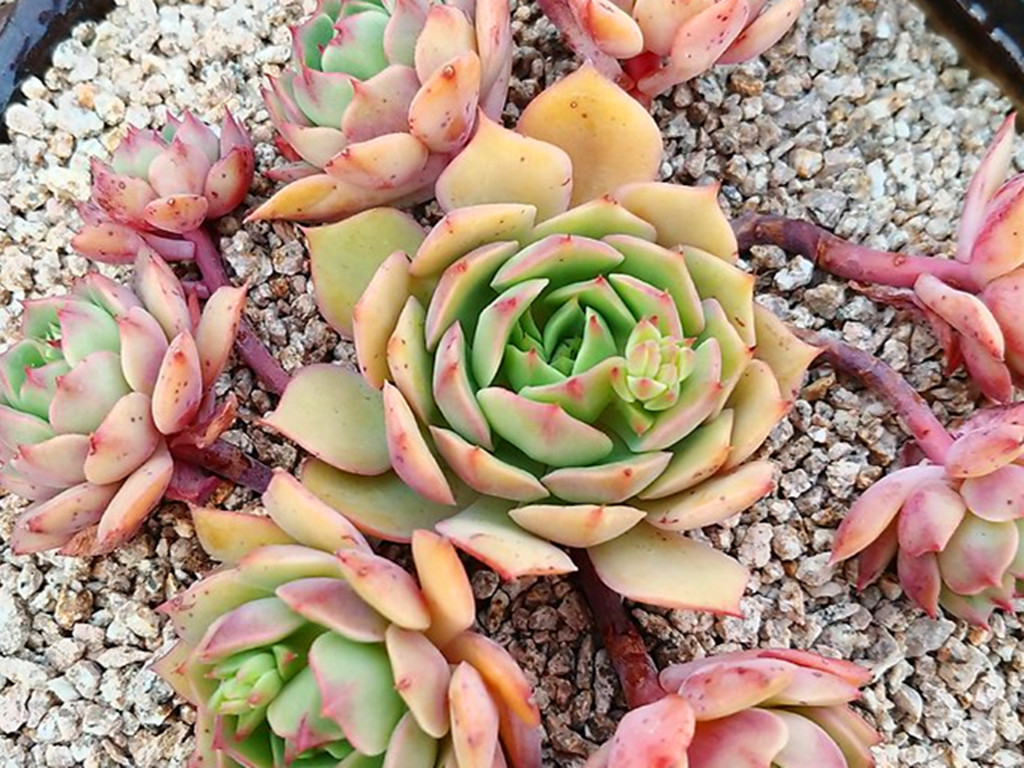 多肉晒伤后怎么处理,多肉被晒伤了怎么补救