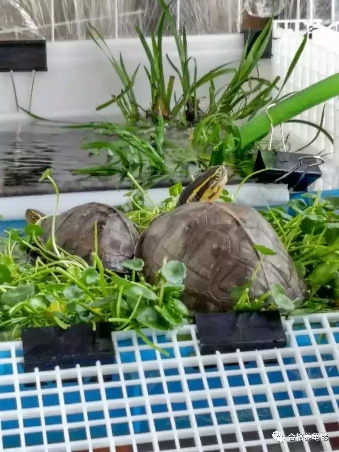 龟摔了怎么办快速安慰,草龟摔了一下怎么办