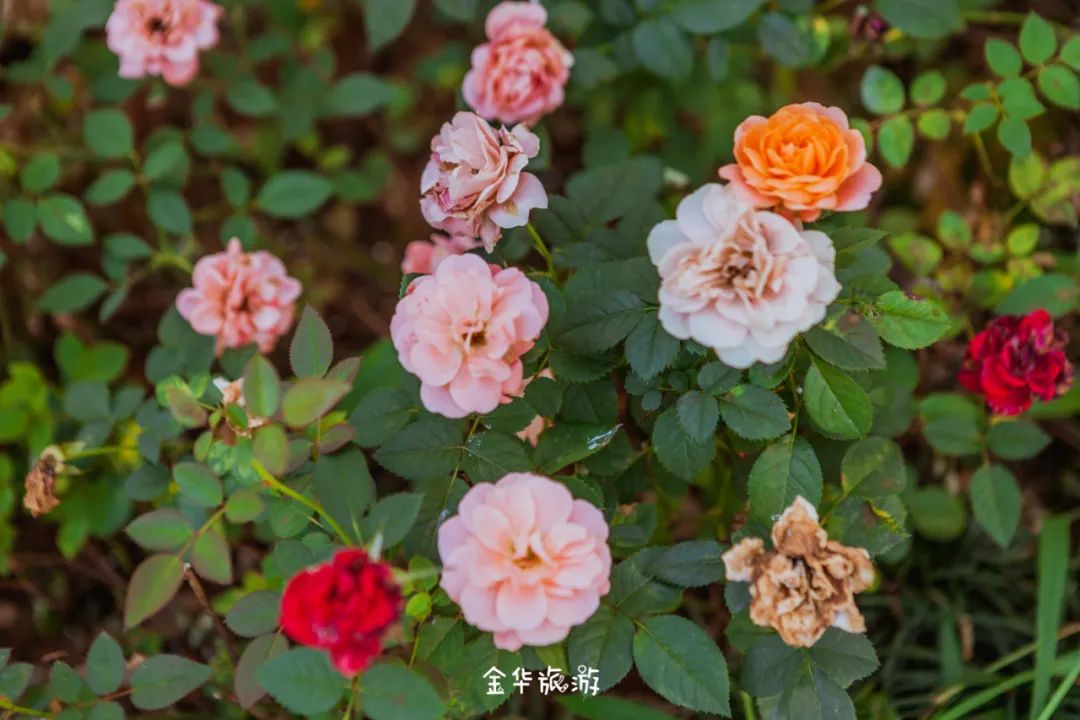 金华玩水的地方网红地,金华周边避暑玩水好去处