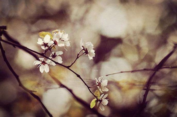 「原创诗词」侯*红庆**|笑傲枝头清骨冷此花不与百花同