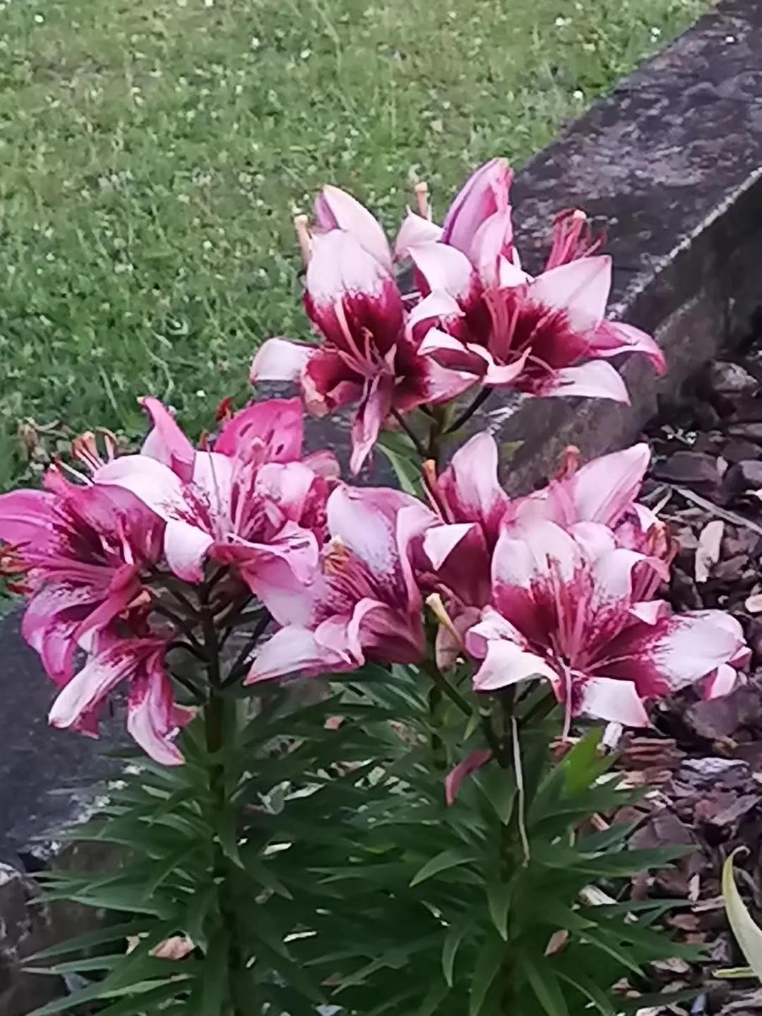 记忆中的旅行之新西兰（北岛）