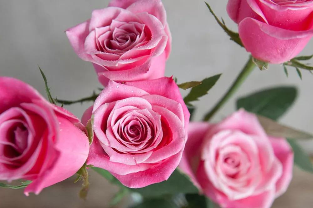 花店常用玫瑰花品种大全,一篇文章带你认识三亚40种花