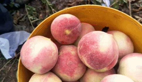 沂蒙山黄金水蜜桃,山东蒙阴金秋红蜜桃