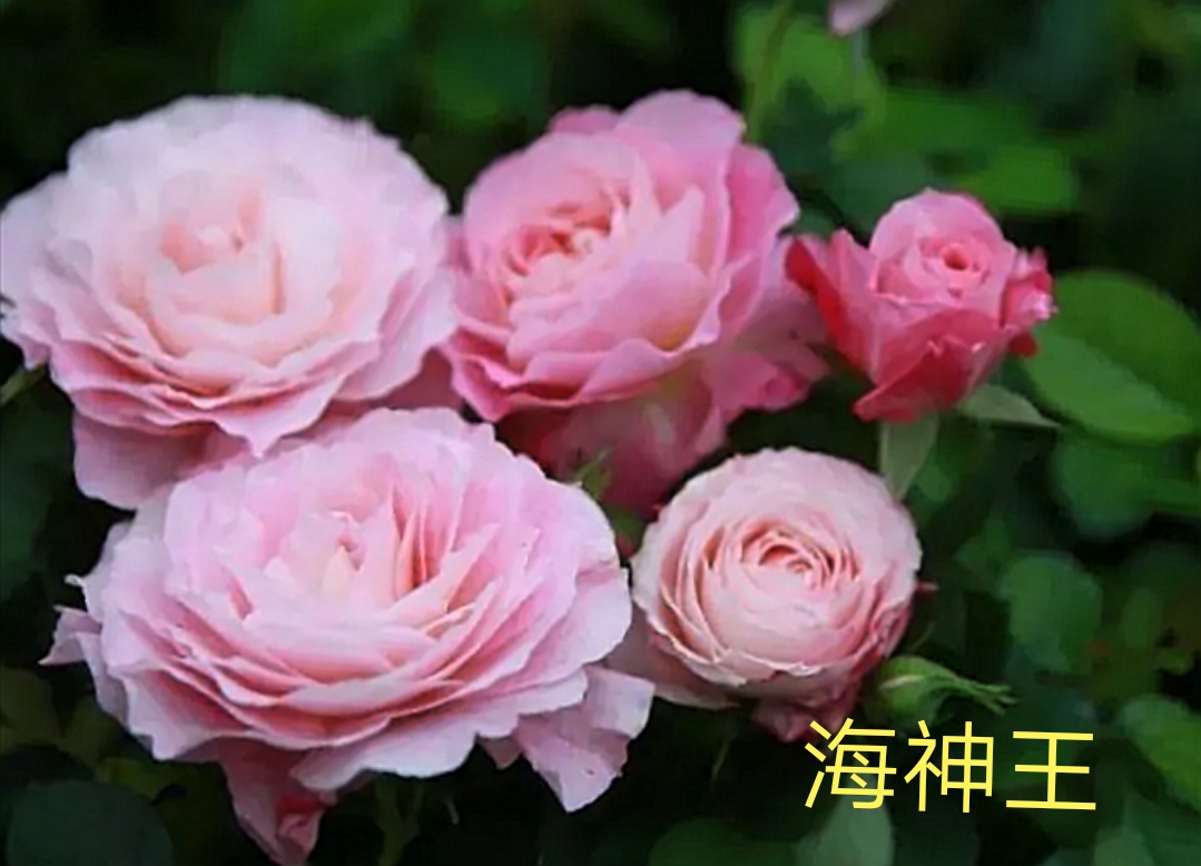 阳台系列月季品种大全,微型月季藤本月季