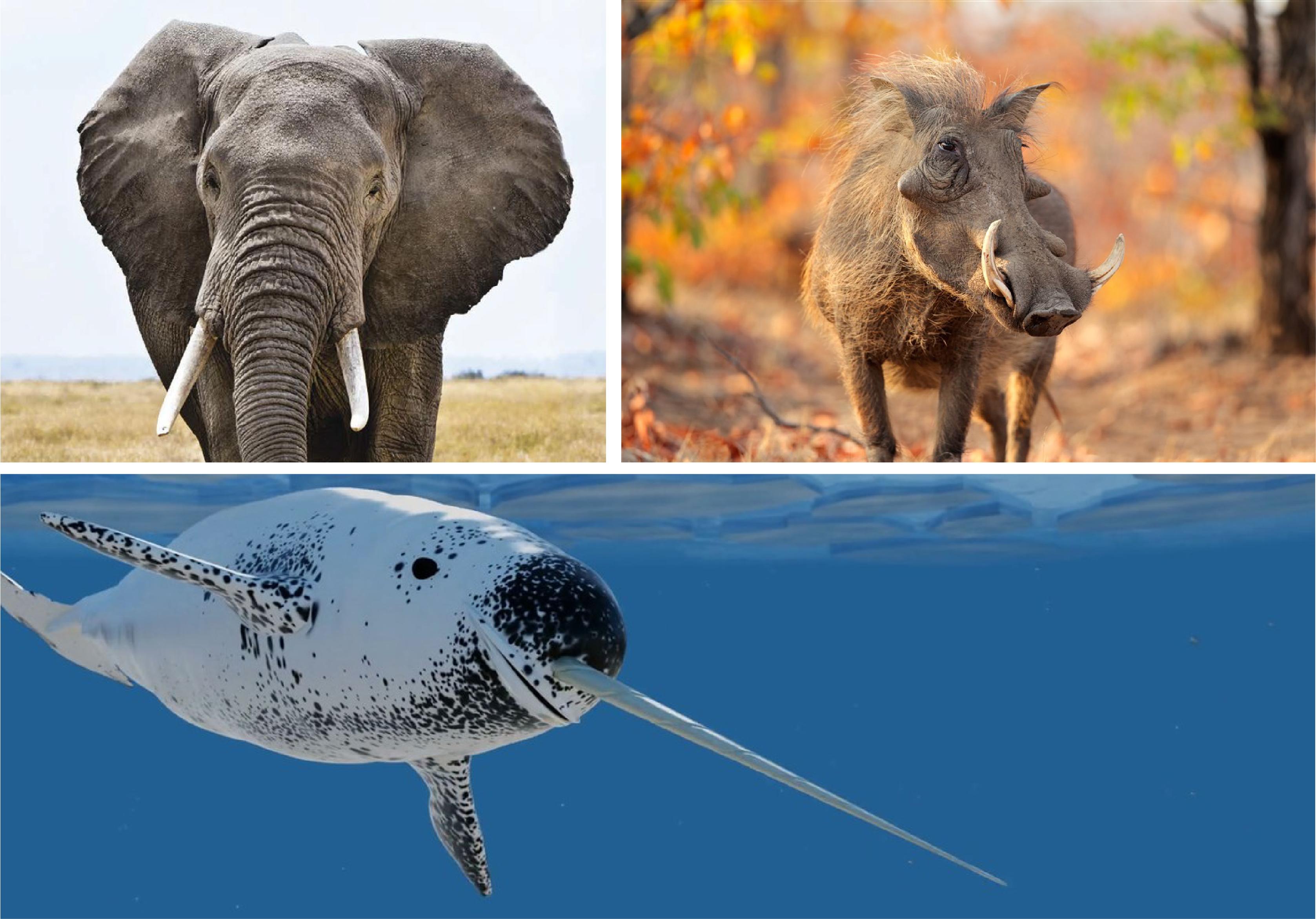 剑齿虎的牙齿120毫米吗,剑齿虎的牙如何捕猎