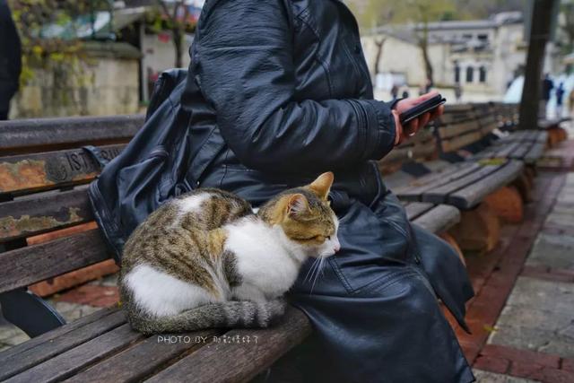 土耳其航班免费一日游,土耳其航空免费一日游