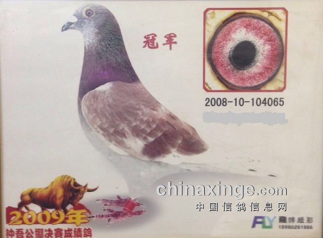 上海七旬老将的光耀：超远程结硕果公棚斩佳绩