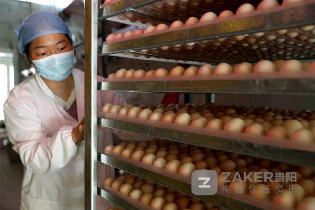 贵州榕江黑木耳丰收助农增收致富,贵州黔西林下养殖闯出致富路