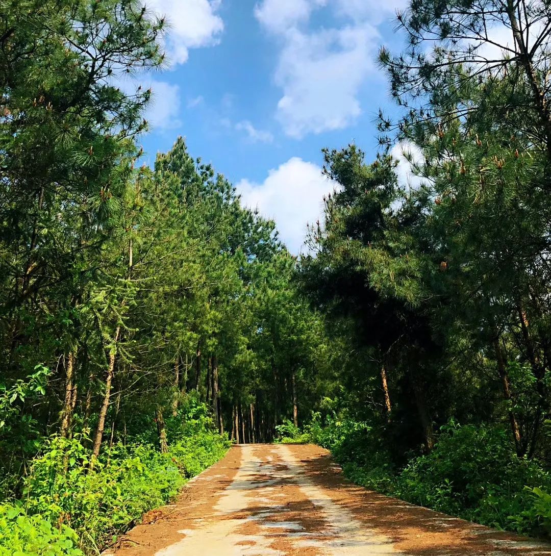 春日自然教育,春日茶语正能量