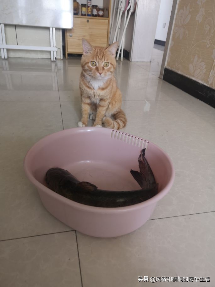 在头条一个月赚5000块能实现吗,普通人如何在头条赚收入