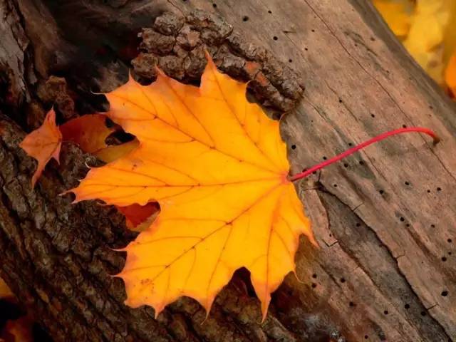 朱自清匆匆配乐,朱自清匆匆感悟