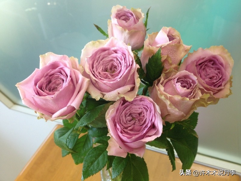 30种黄色月季,10种超美的蓝色月季