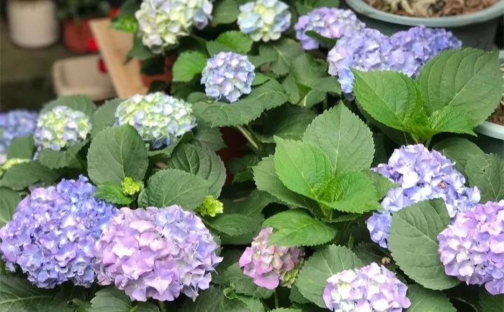 刚买的花，发蔫落苞加黄叶！为什么呢？多半是放错了位置