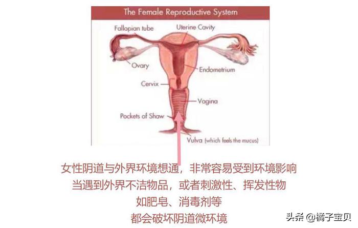 女性阴道微环境与宫颈HPV感染