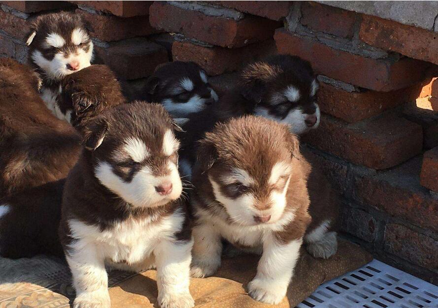 辨别“病狗”的方法在这里,有些“便宜”真的不要占