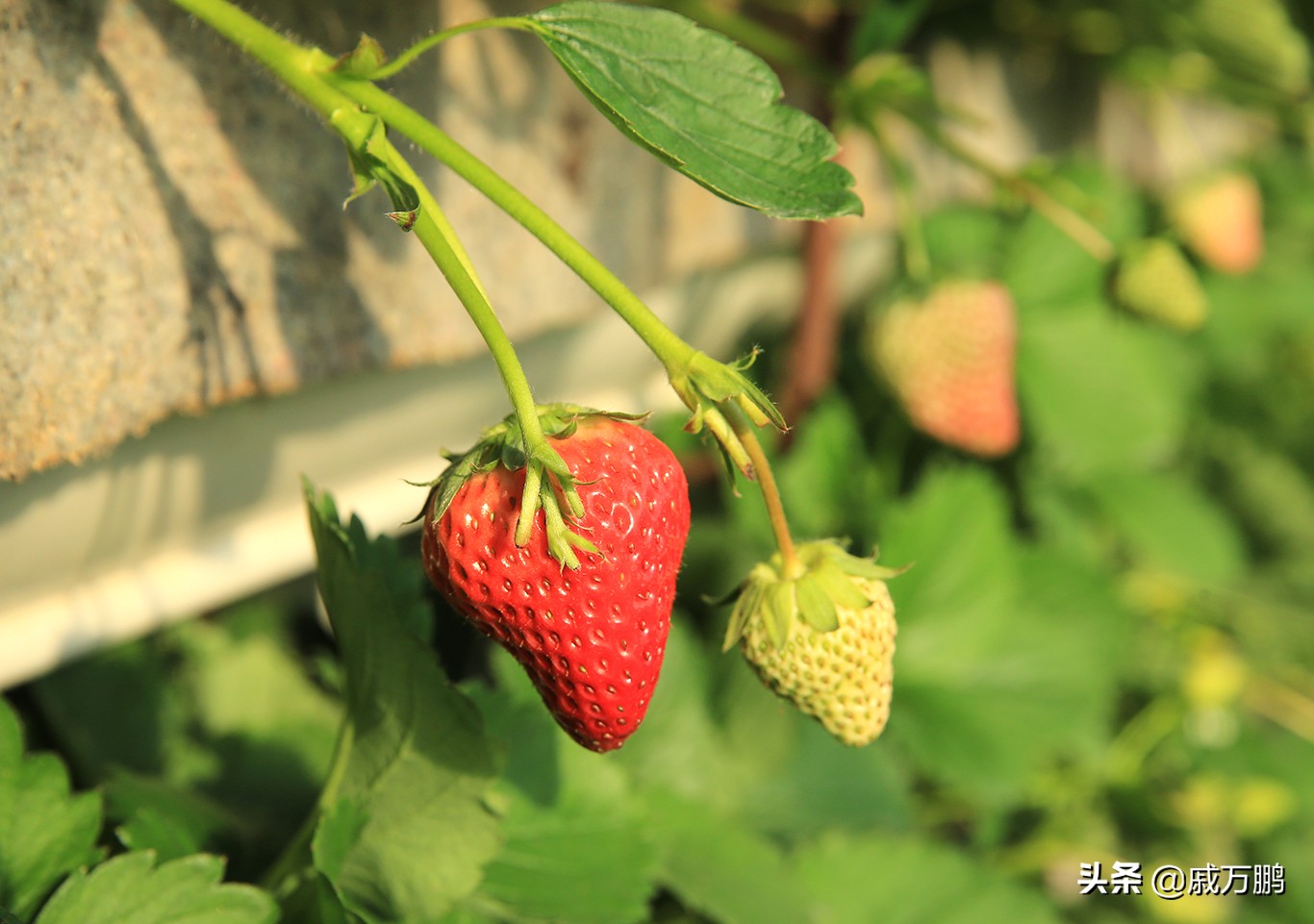 辽宁丹东东港草莓基地联系电话,辽宁丹东东港草莓种植基地