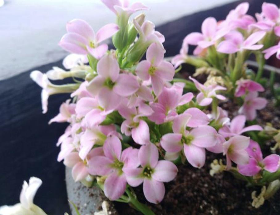 绿萝专用肥能给长寿花用吗,三种绿萝最好的肥料