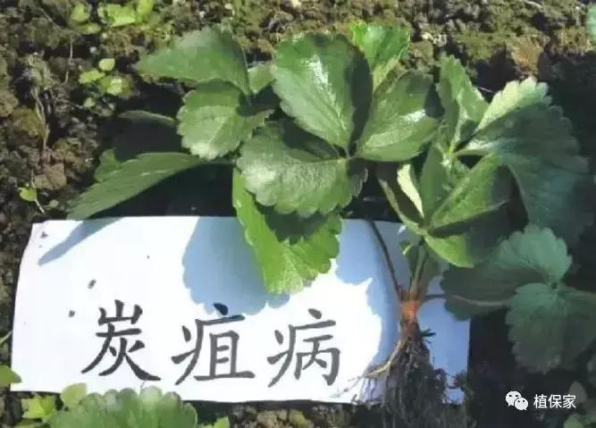 大棚草莓常见病虫害防治方法,南京地区草莓病虫害防治的现状