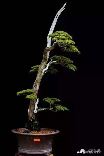 盆景结顶的形式,最好的盆景结顶方法