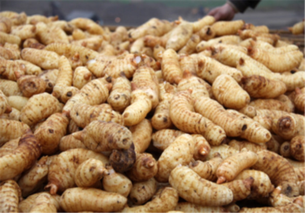 天麻种植技术与栽培管理专家讲解,天麻种植技术怎样管理