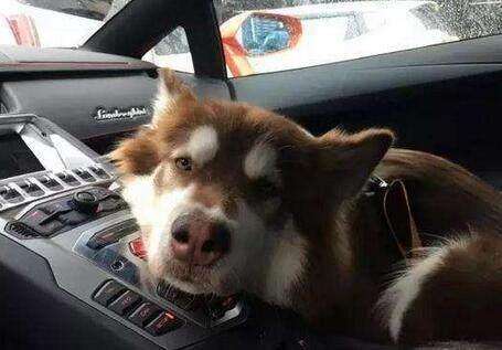 王思聪买的宠物鸭,王思聪买的鸭子