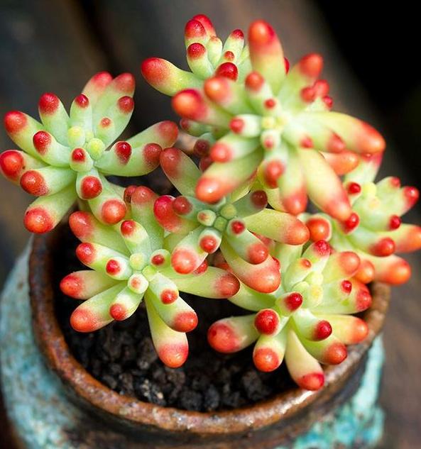 多肉褪色了怎么办,多肉褪色是什么问题