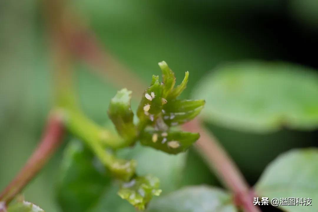 尼康z50mm2.8s微距,尼康z1052.8微距镜头