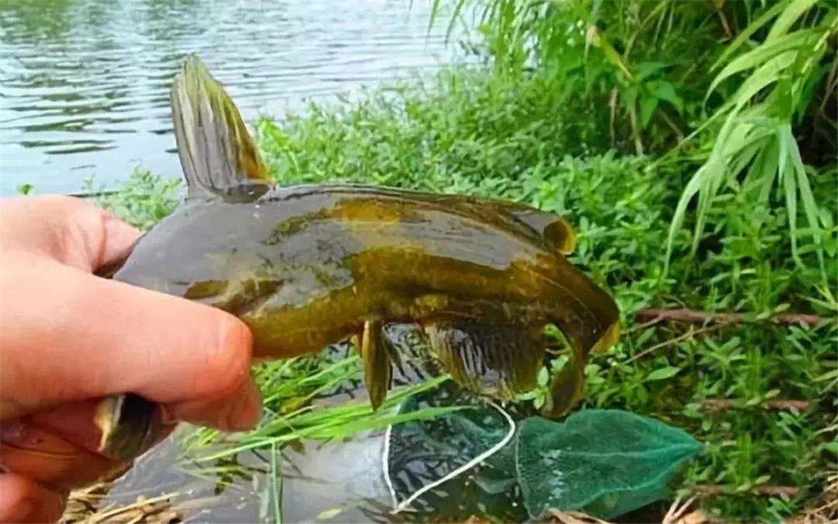 钓到不认识的鱼到底能不能吃？万一有毒怎么办？还真有