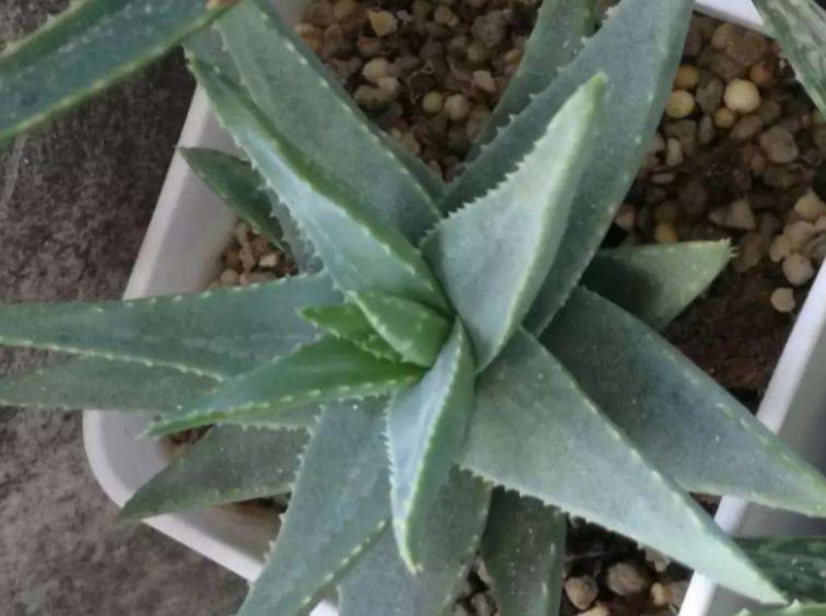 芦荟黄叶了能修剪吗,芦荟黄叶缺什么