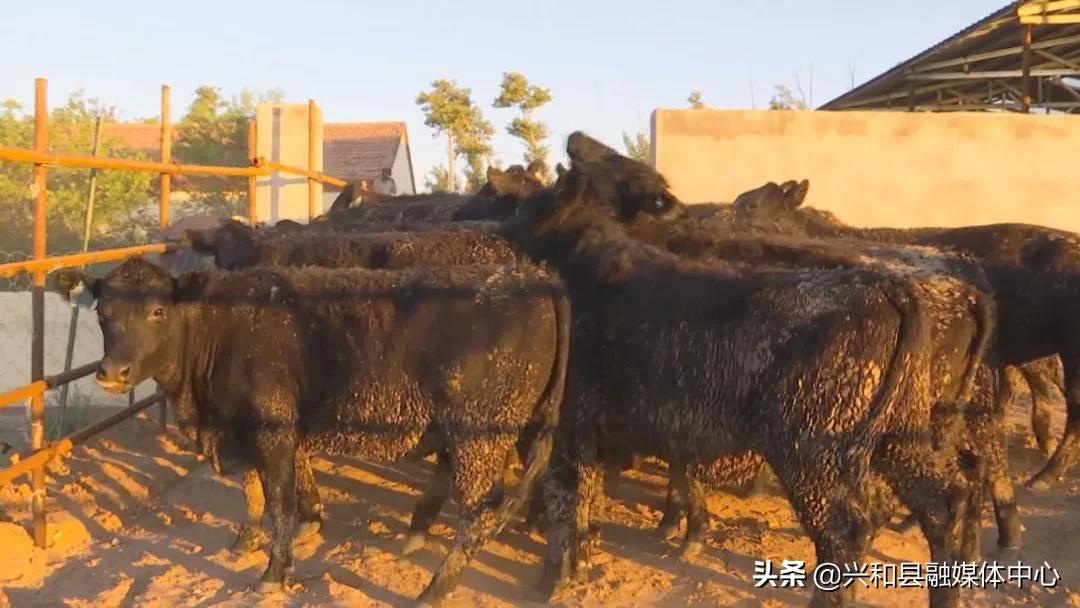 「走在小康路上」青年李学文返乡创业养牛过上“牛”日子