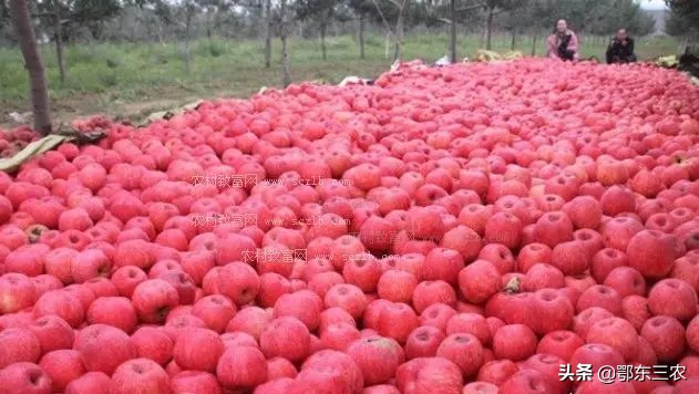 在农村养猪赚钱还是养羊赚钱,养殖猪和羊哪个赚钱多些